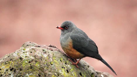 olive thrush resting on rock in aberdare, kenya - close up