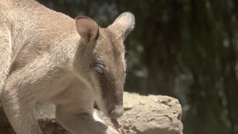 cute wallaby plays with leaves and eats it as food