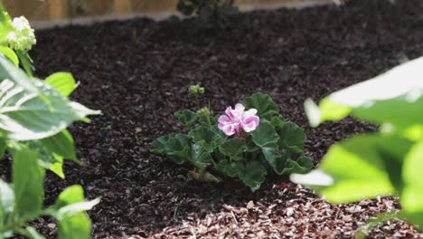 a single purplish pink flowering plant growing in the garden - close up shot