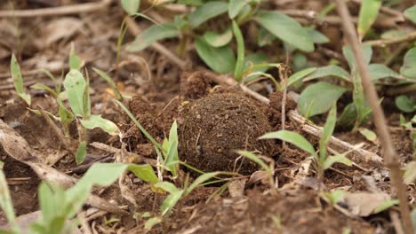 unseen dung beetle excavates hole beneath large dung ball with flies