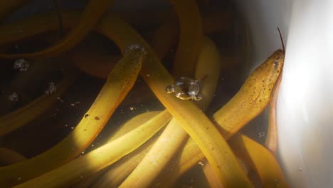 Asian-swamp-yellow-eel-in-white-bucket-in-street-seafood-market