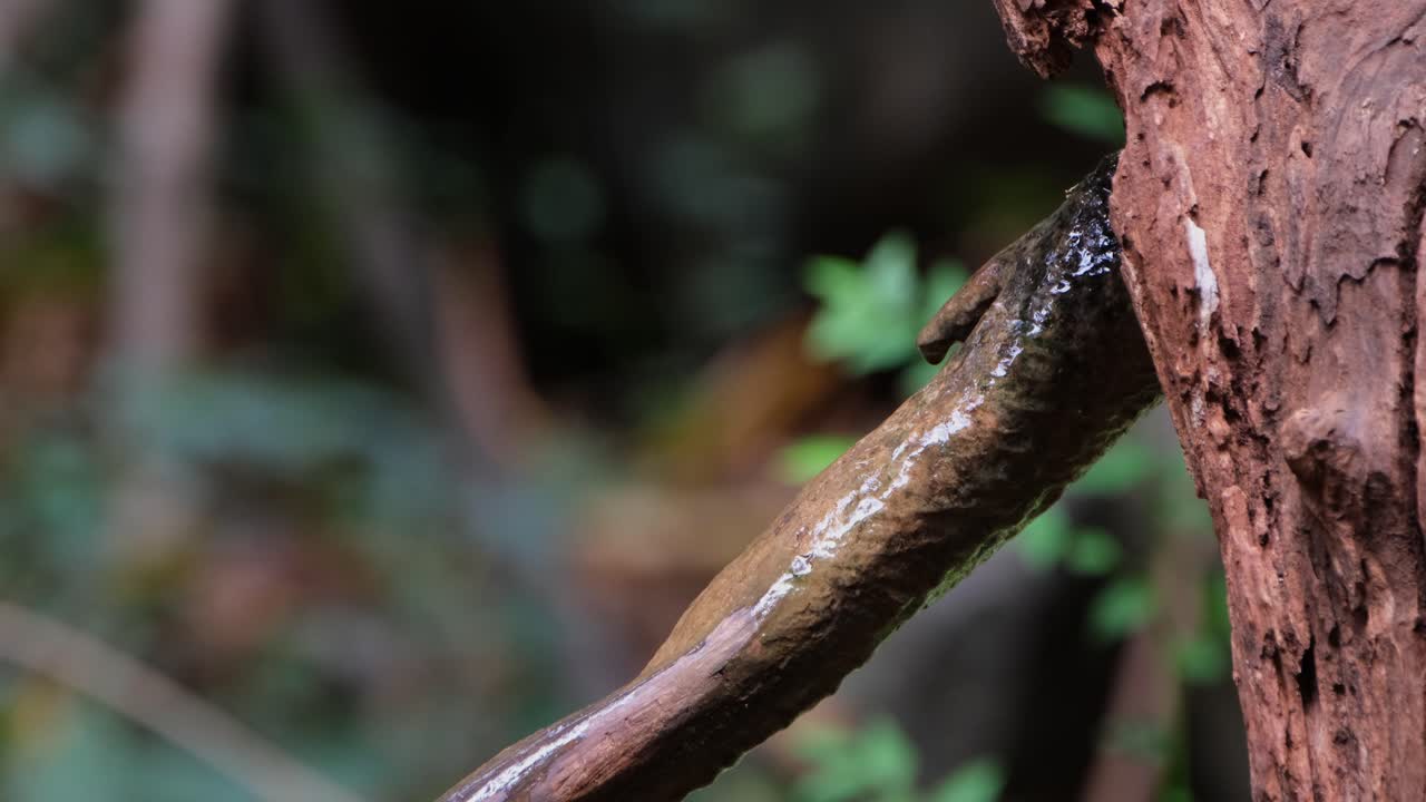 visto desde su espalda bebiendo agua de una rama con el agua goteando y volando hacia la izquierda, cazaflies verditer eumyias thalassinus hembra, tailandia