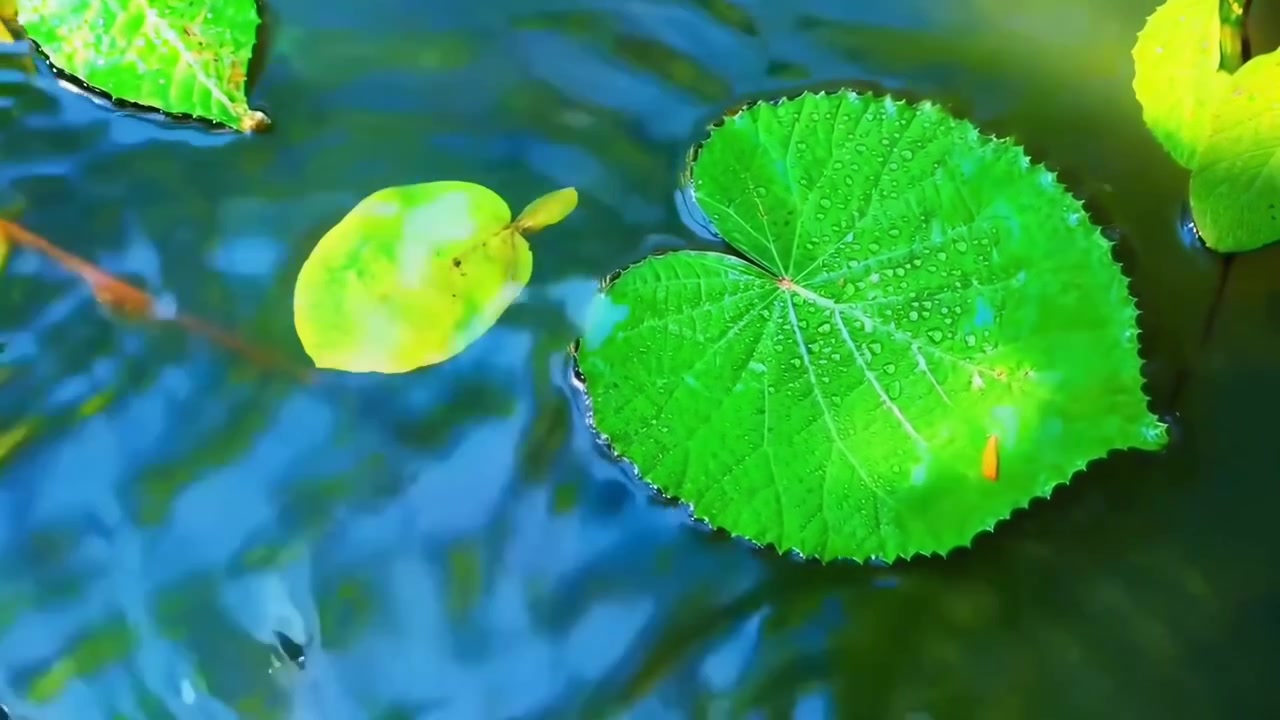 Foglia verde a forma di cuore che galleggia sull'acqua calma di uno stagno