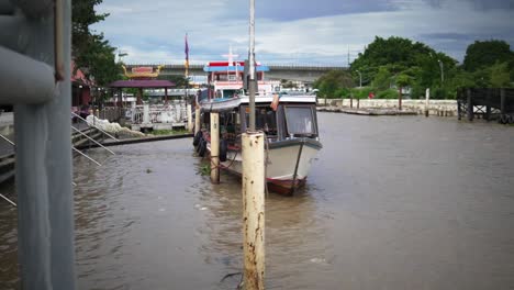 Chao-Phraya-Riesenwels,-Der-Im-Trüben-Braunen-Brackwasser-Um-Eine-Thailändische-Fähre-Schwärmt