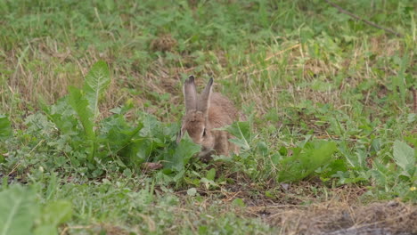 wild european rabbit oryctolagus cuniculus