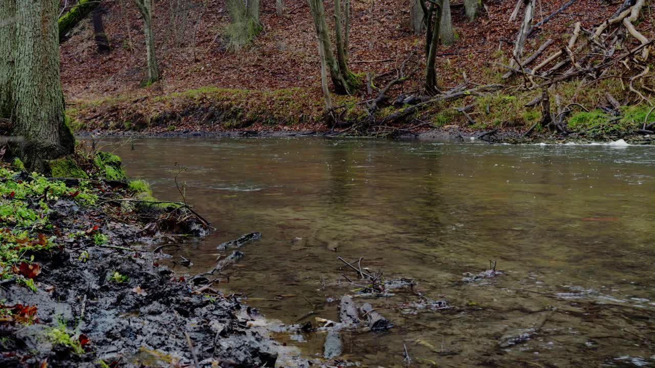 un río en el bosque. un sombrío día de otoño, con hojas podridas y ramas caídas en la orilla