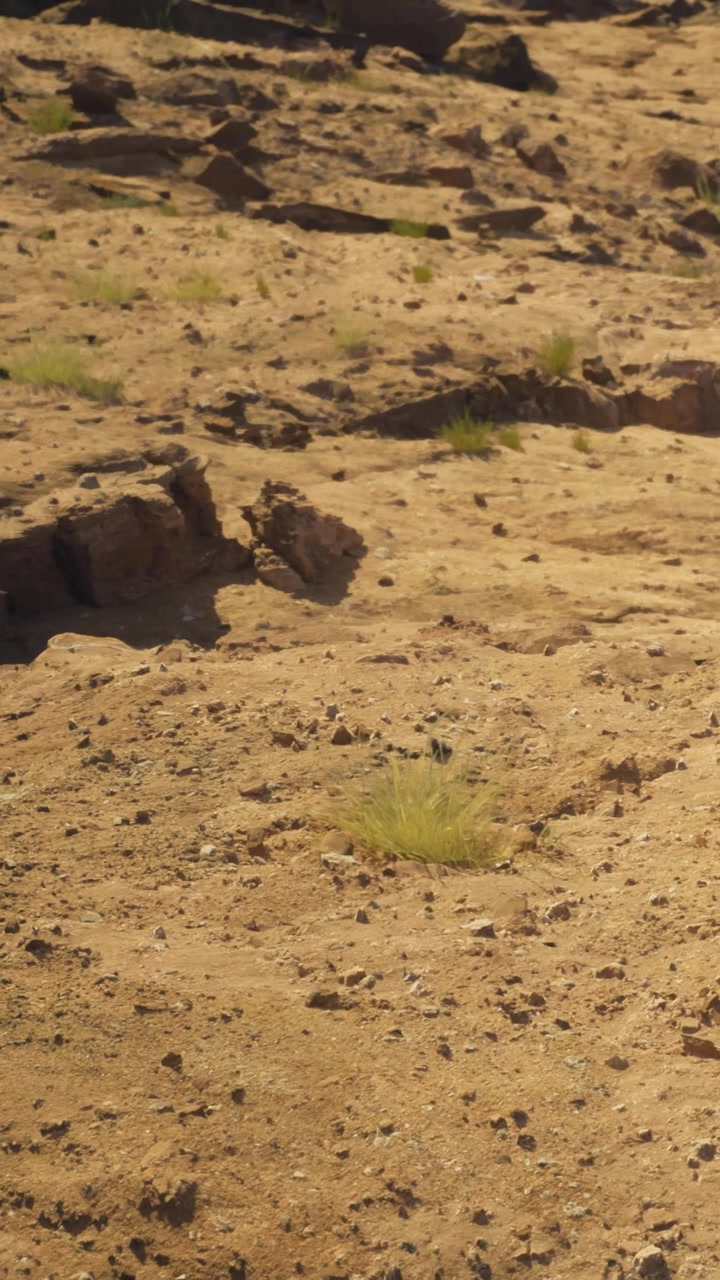 Terreno desertico arido con chiazze d'erba e rocce sparse durante il giorno