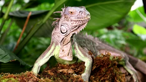 close up of large green iguana