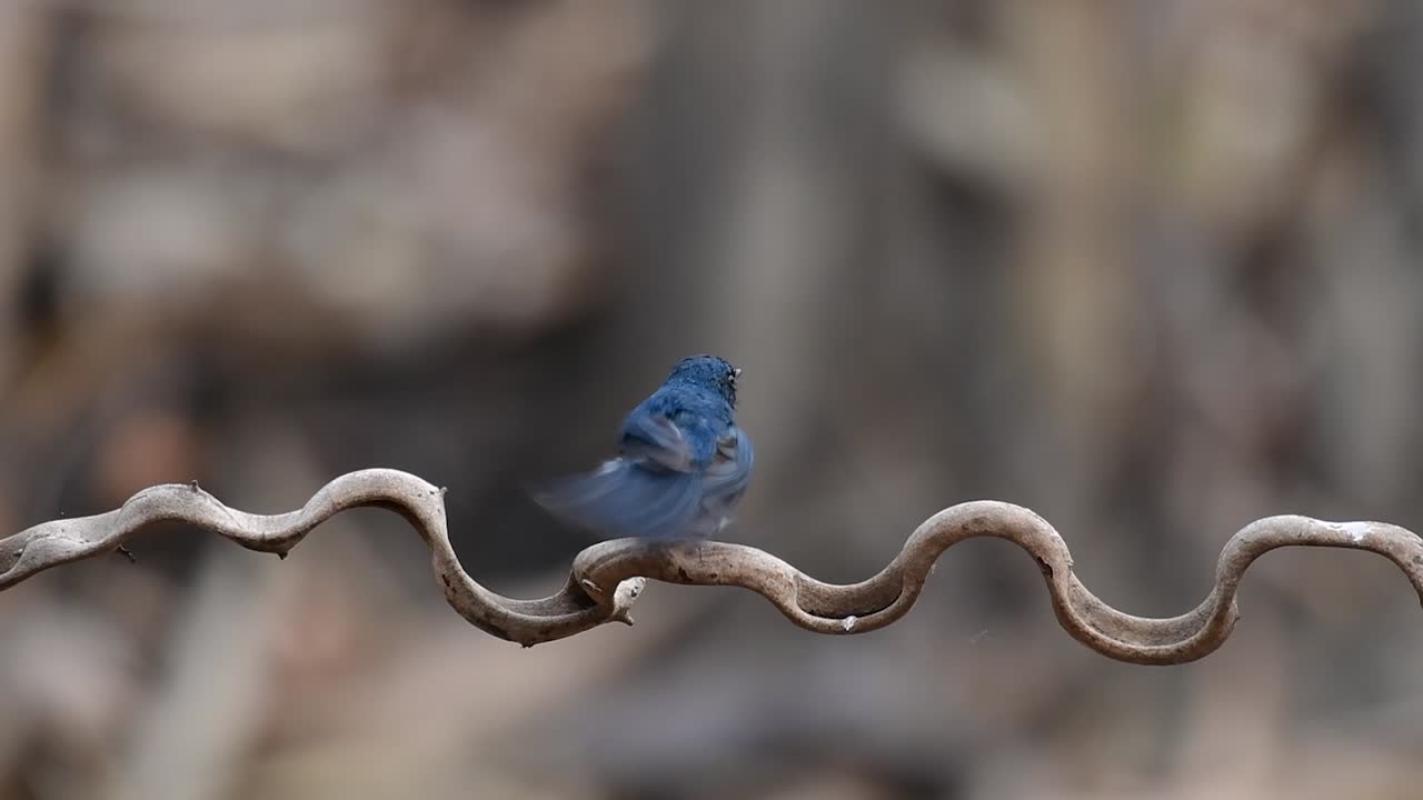 인도차이나 블루 플라이캐처는 푸른 깃털과 주황색에서 흰색 가슴으로 유명한 태국의 저지대 숲에서 발견됩니다.