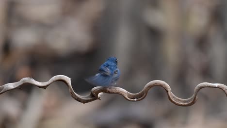 el papamoscas azul de indochina se encuentra en los bosques de las tierras bajas de tailandia, conocido por sus plumas azules y su pecho de naranja a blanco