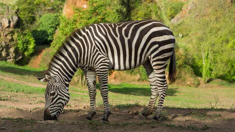 una cebra en un safari