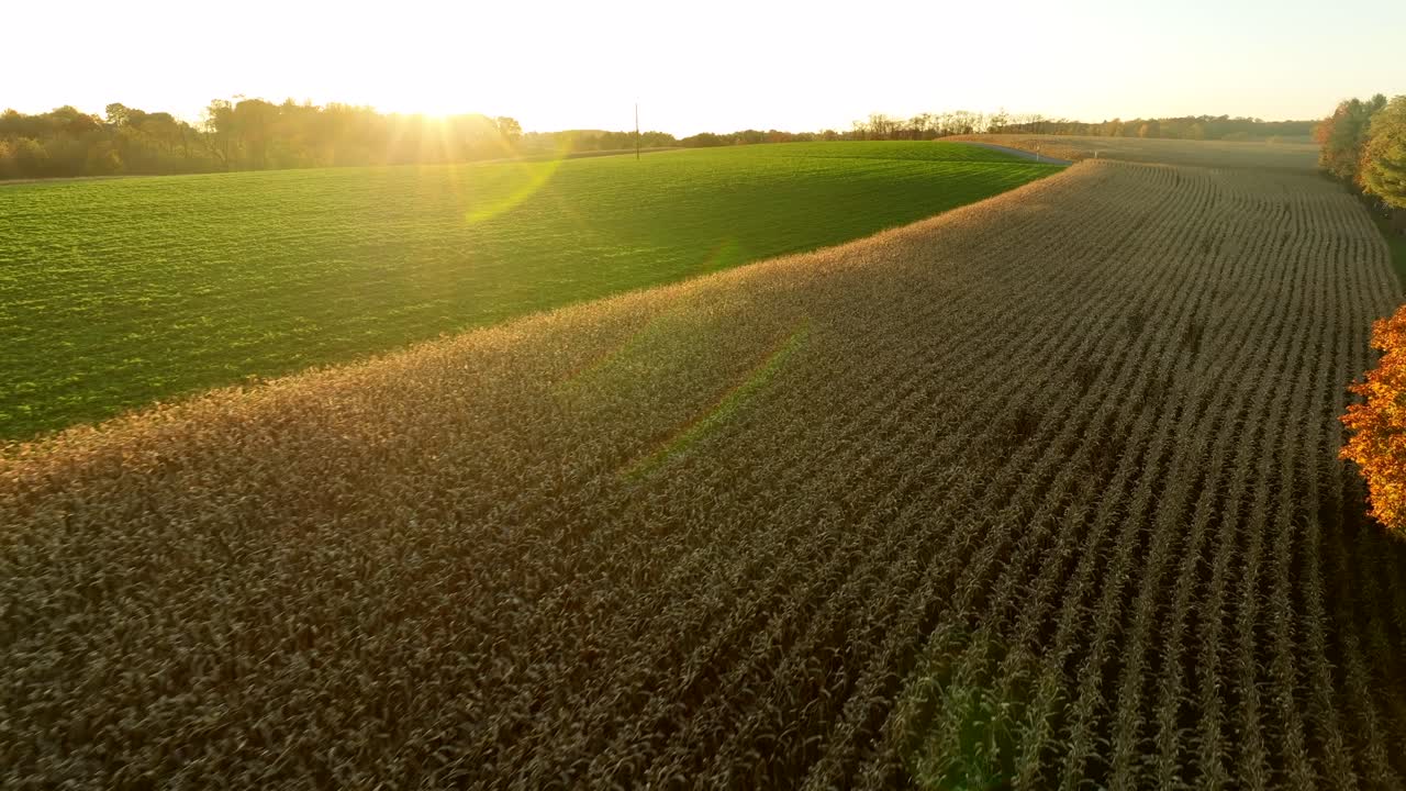 campos de maíz y alfalfa en la luz de la hora dorada de otoño