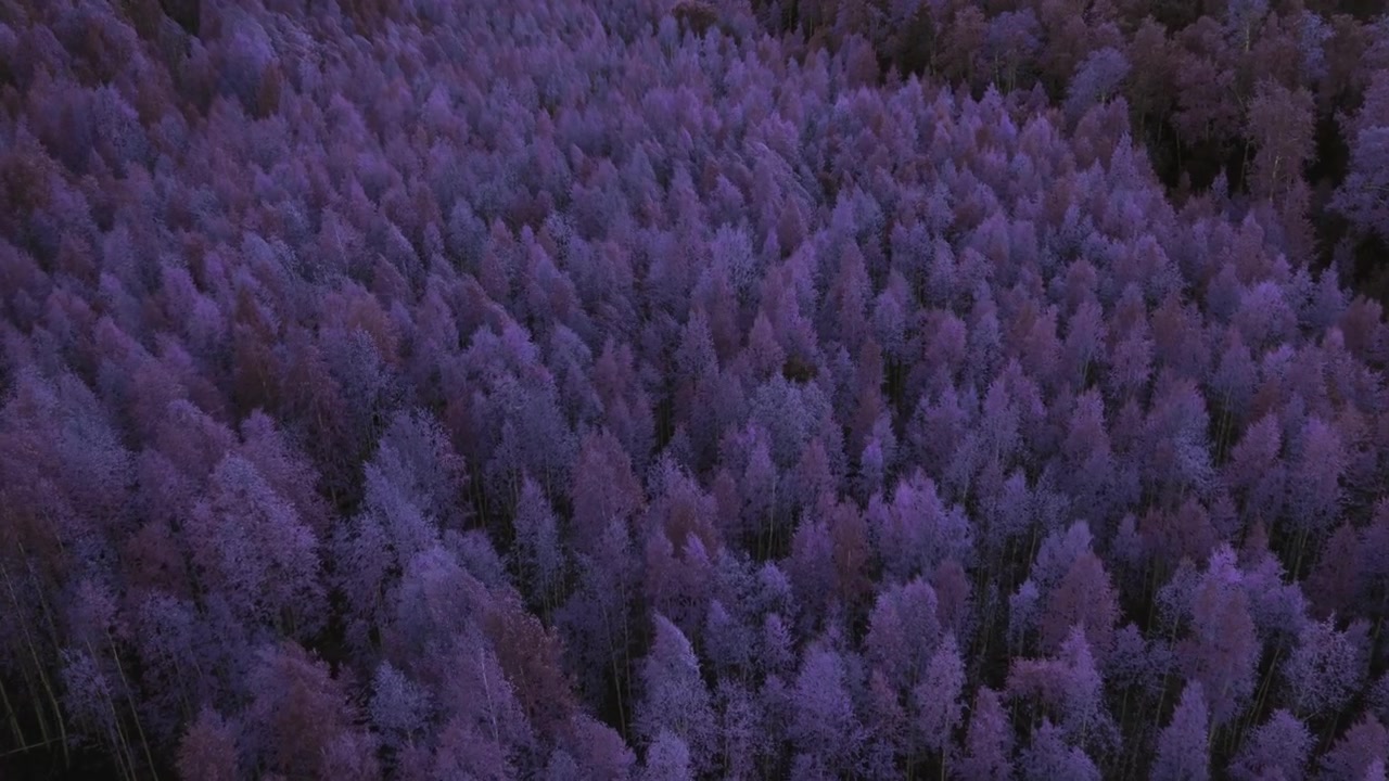 Droneoptagelser af en tæt birkeskov dækket af rimfrost, der skaber en lilla vintertekstur set ovenfra i Uralbjergene, Rusland, et roligt koldt landskab.