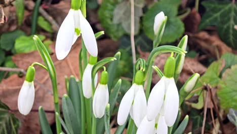 Flores-De-Campanilla-Blanca---Galanthus-A-Principios-De-Primavera