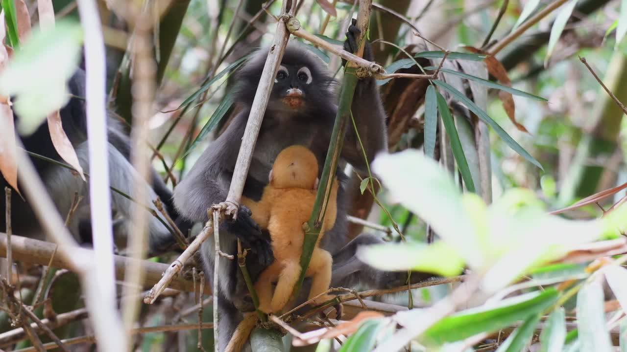 langur de anteojos con bebé lactante en el parque nacional kaeng krachan - primer plano
