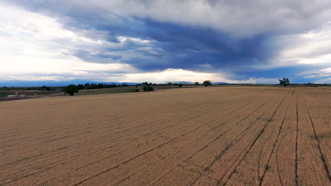 Purple mountains and a golden wheat field under an ominous sky