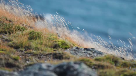 las orejas de la hierba seca se balancean en el viento
