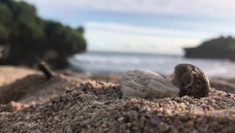 hermit crab fall from white rock on a white sand beach in a beautiful tropical country of indonesia