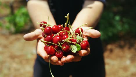 cerezas rojas maduras en las manos