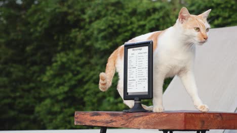 cat moves around and examines a standing menu frame