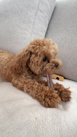 poodle dog playing with a chew toy