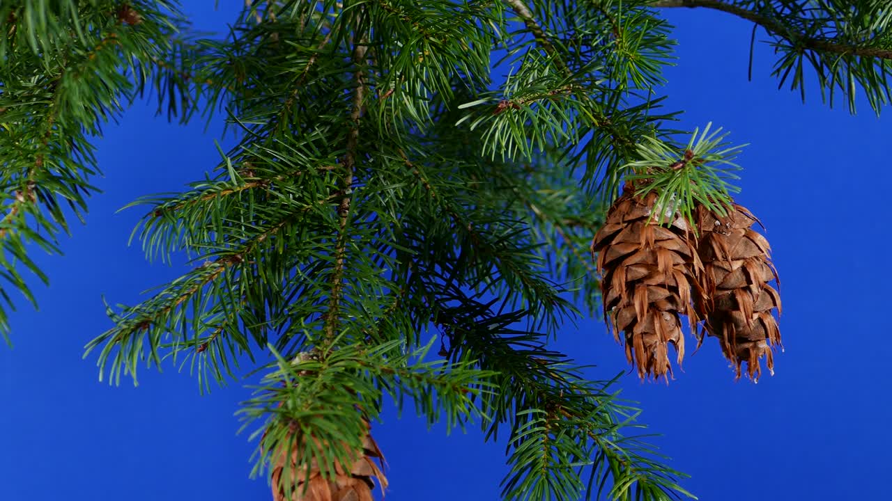 las ramas de las conas de pino que pasan bluescreen para la composición