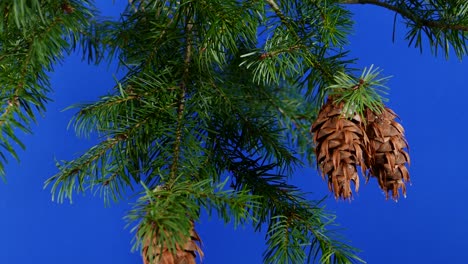 passing pine cones branches bluescreen for compositing