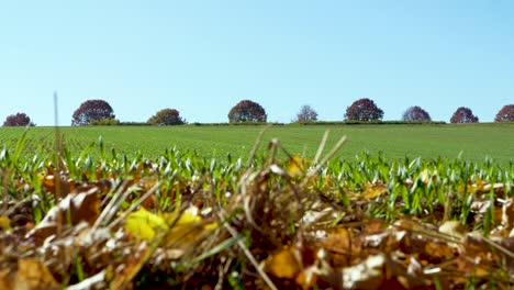 plano general de un campo en otoño