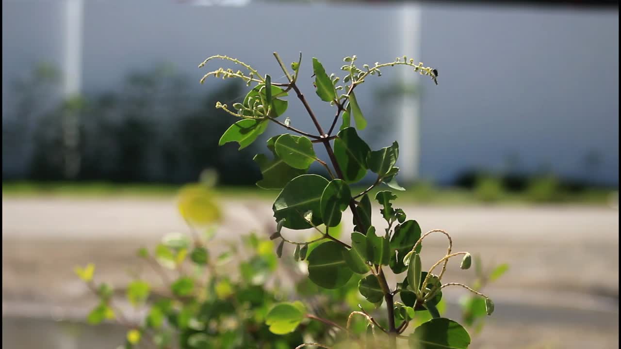 primer plano de una rama de la planta con hojas verdes
