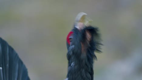 el macho de capercaillie occidental se alojó en el sitio de lek en la temporada de lekking cerca en la luz matutina del bosque de pinos