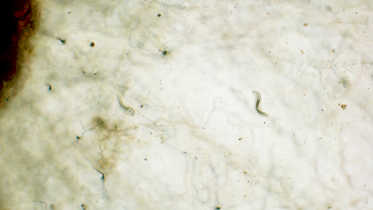 Two nemotodes moving in Petri dish agar substrate