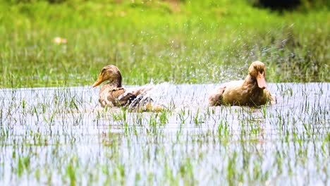 Rouen-Clair-O-Patos-Mallard-Bañándose-En-Un-Charco-De-Agua-De-Una-Granja