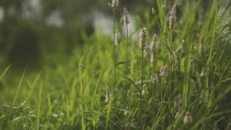 Medium-view-of-soft-looking-white-and-pink-wildflower-weeds-swaying-in-wind