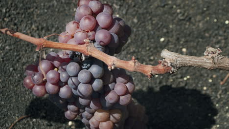 rama de vid con uvas cultivadas en la geria lanzarote