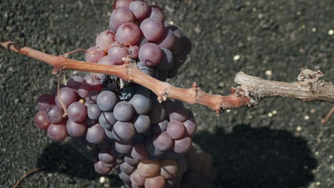 vine branch with grapes grown in la geria lanzarote