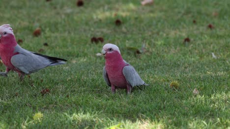 dos cacatúas galah se enfrentan en un campo cubierto de hierba.