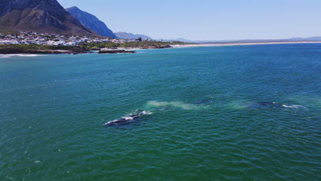 southern right whale bulls vying to mate with cow, hermanus coastline, aerial