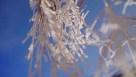 close up of frozen grass