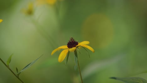 a slow motion shot of a small metallic green bee pollinating a brown-eyed susan flower. it is a sunny, summer day and the colorful flowers glow in the afternoon light