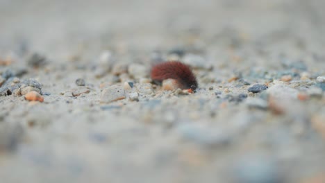 Eine-Flauschige-Schwarze-Raupe-Kriecht-Langsam-Auf-Dem-Felsigen-Gelände