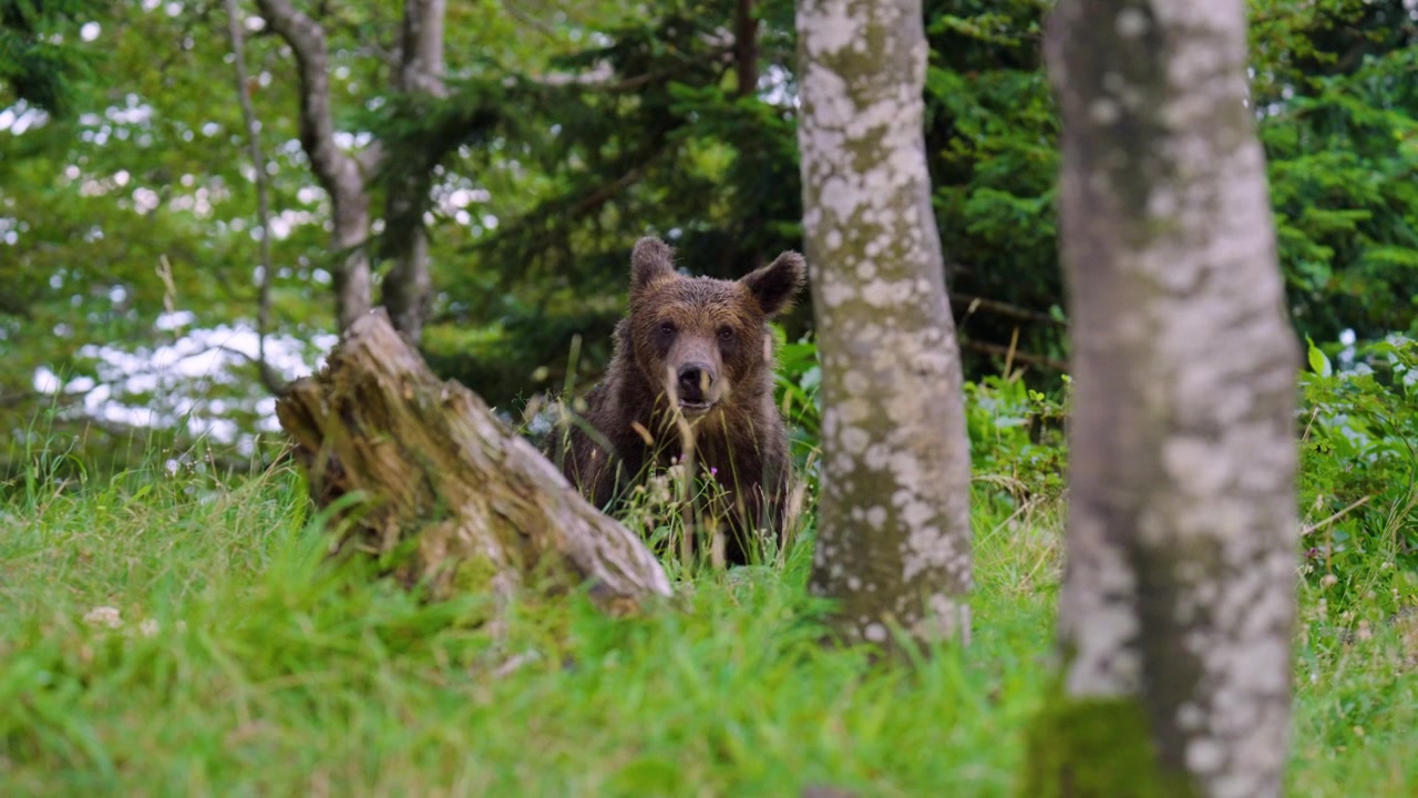 Orso bruno eurasiatico si muove attraverso la foresta di Gorski Kotar, Croazia, circondato da vegetazione boschiva e habitat naturale - primo piano.