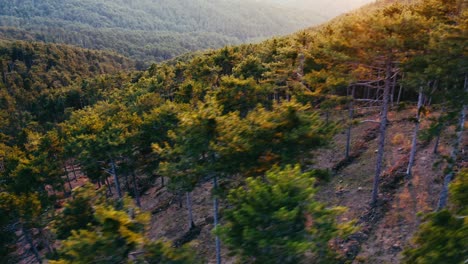 Vista-Aérea-Del-Bosque-De-Pino-Rojo-Al-Atardecer