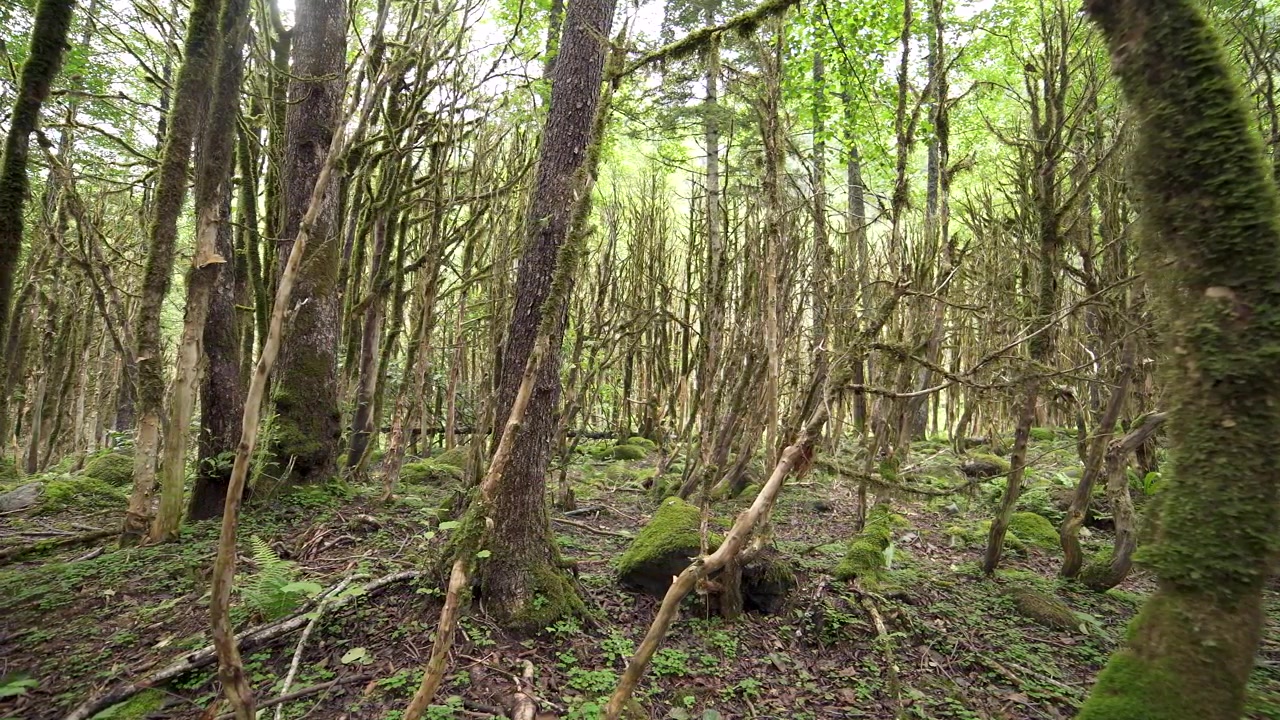 Foresta densa e muschiosa con alberi contorti e fogliame verde