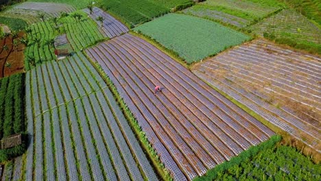 Orbit-Drohnenaufnahme-Eines-Bauern,-Der-Auf-Einer-Terrassierten-Gemüseplantage-Hackt,-Schönes-Muster-Der-Gemüseplantage-In-Reihe