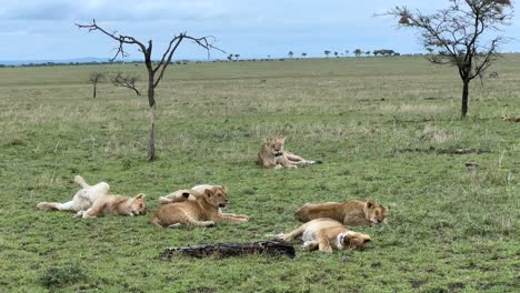 pride of maasai lions (panthera leo massaicus) resting on the ground in serengeti national park. tanzania.