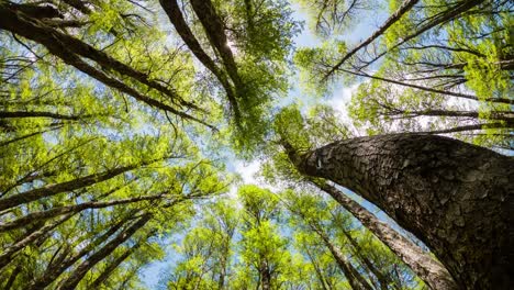 Time-lapse-from-a-Coihues-Forest-in-Bariloche,-Argentina