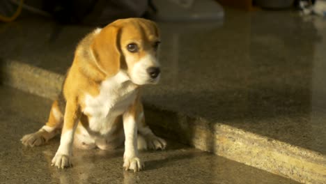 adorable beagle dog sitting under afternoon sunlight