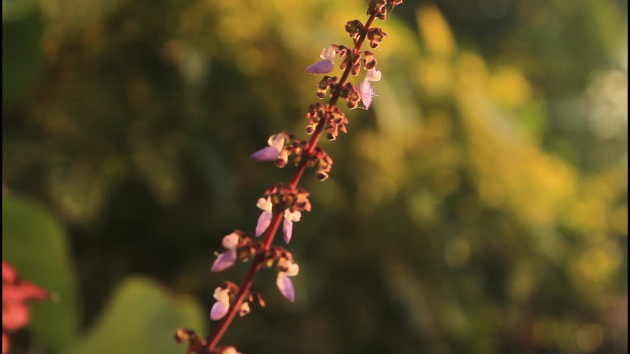 primer plano de las flores púrpuras en un tallo