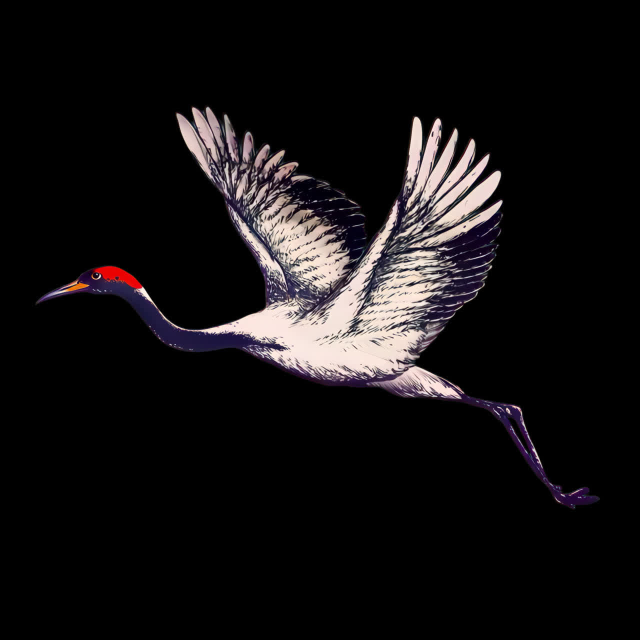 Elegant bird soaring gracefully animation isolated asset, transparent 4K video, alpha channel