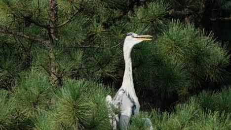 Der-Graureiher-Sitzt-Wild-Auf-Einer-Kiefer-Und-Singt-Mit-Offenem-Schnabel,-Schüttelt-Die-Kehle,-Gackert-Go-Go-Gos-Und-Steigert-Sich-Zu-Einem-Schnellen-Frawnk-Kreis